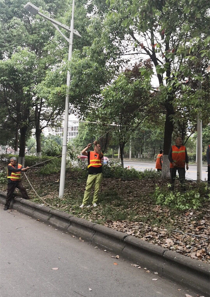 清除遮挡障碍物 标志标牌全露脸